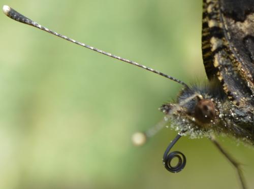 Aglais urticae